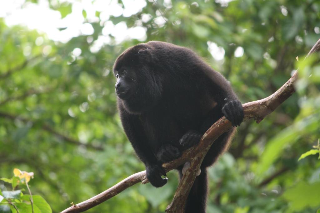 Funky Monkey - Adventure & Wellness Destination - 5